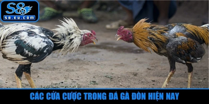 Các cửa cược trong đá gà đòn hiện nay 