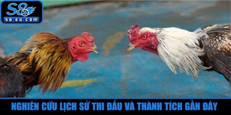 Nghiên cứu lịch sử thi đấu và thành tích gần đây của đá gà đòn 