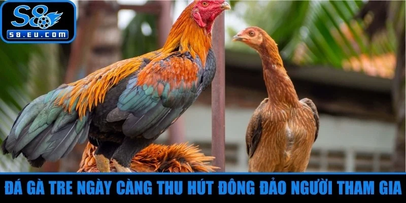 Đá gà tre ngày càng thu hút đông đảo người tham gia